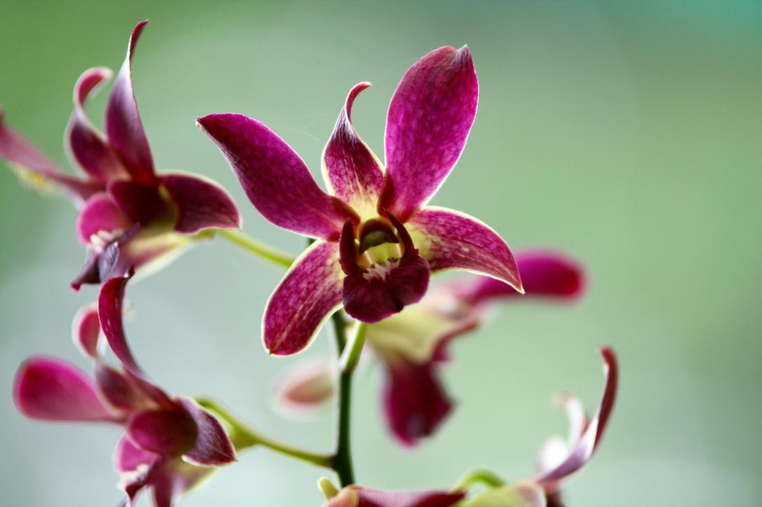 Photograph of an orchid